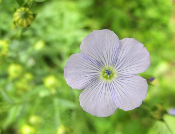 ����� ���� - ���� ����